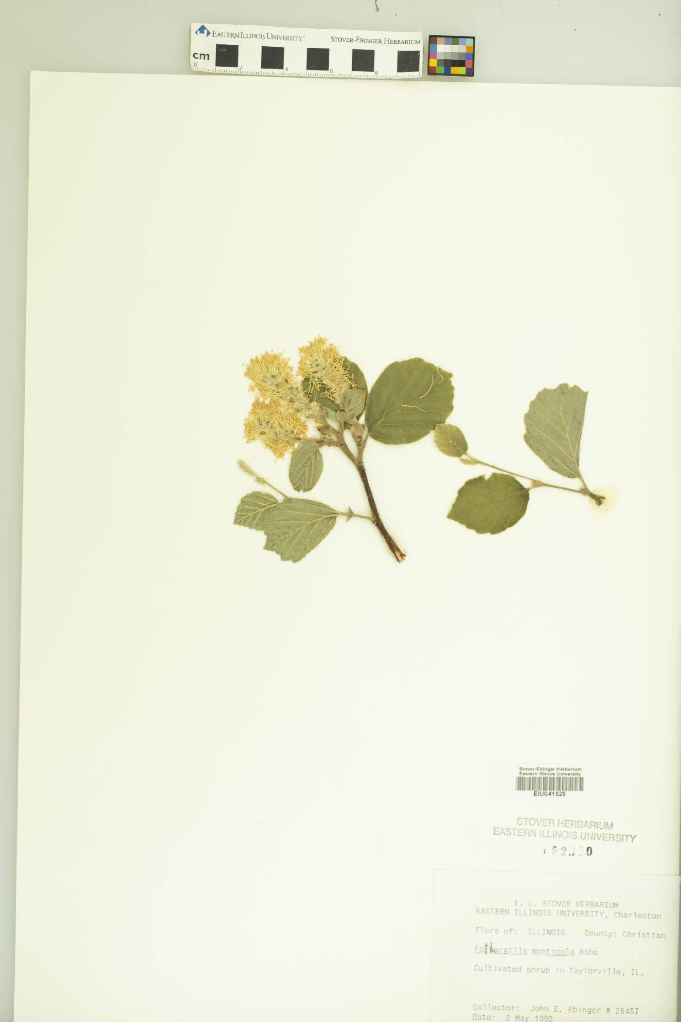 Fothergilla image