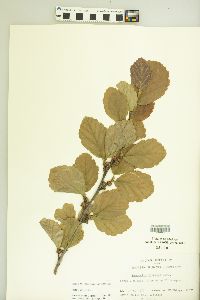 Hamamelis vernalis image