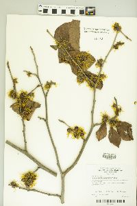 Hamamelis intermedia image