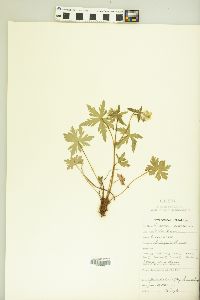 Geranium richardsonii image