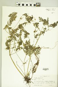 Geranium robertianum image