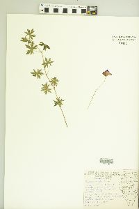 Geranium sibiricum image