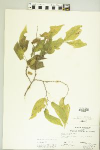 Celtis laevigata image