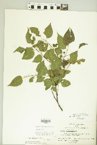 Celtis tenuifolia image