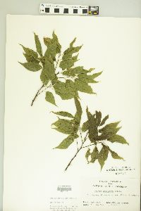 Celtis laevigata image