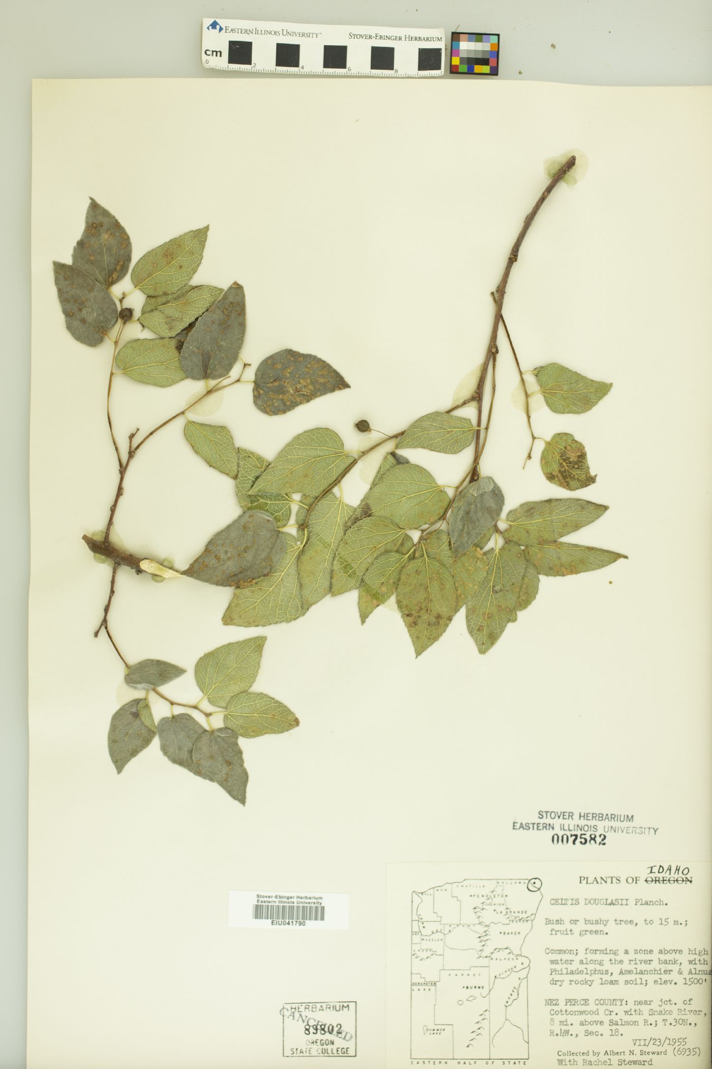 Celtis laevigata var. reticulata image