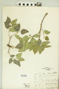 Celtis laevigata var. reticulata image