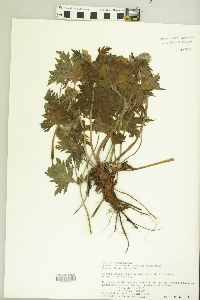 Geranium erianthum image