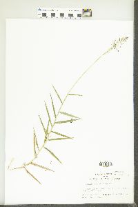 Isachne angustifolia image