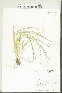 Carex retroflexa image