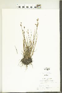 Juncus brevicaudatus image