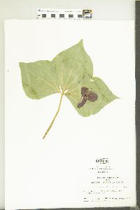 Trillium grandiflorum image