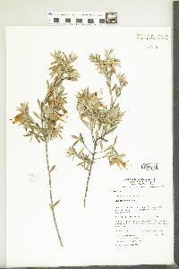 Styphelia triflora image