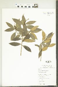 Trochocarpa laurina image