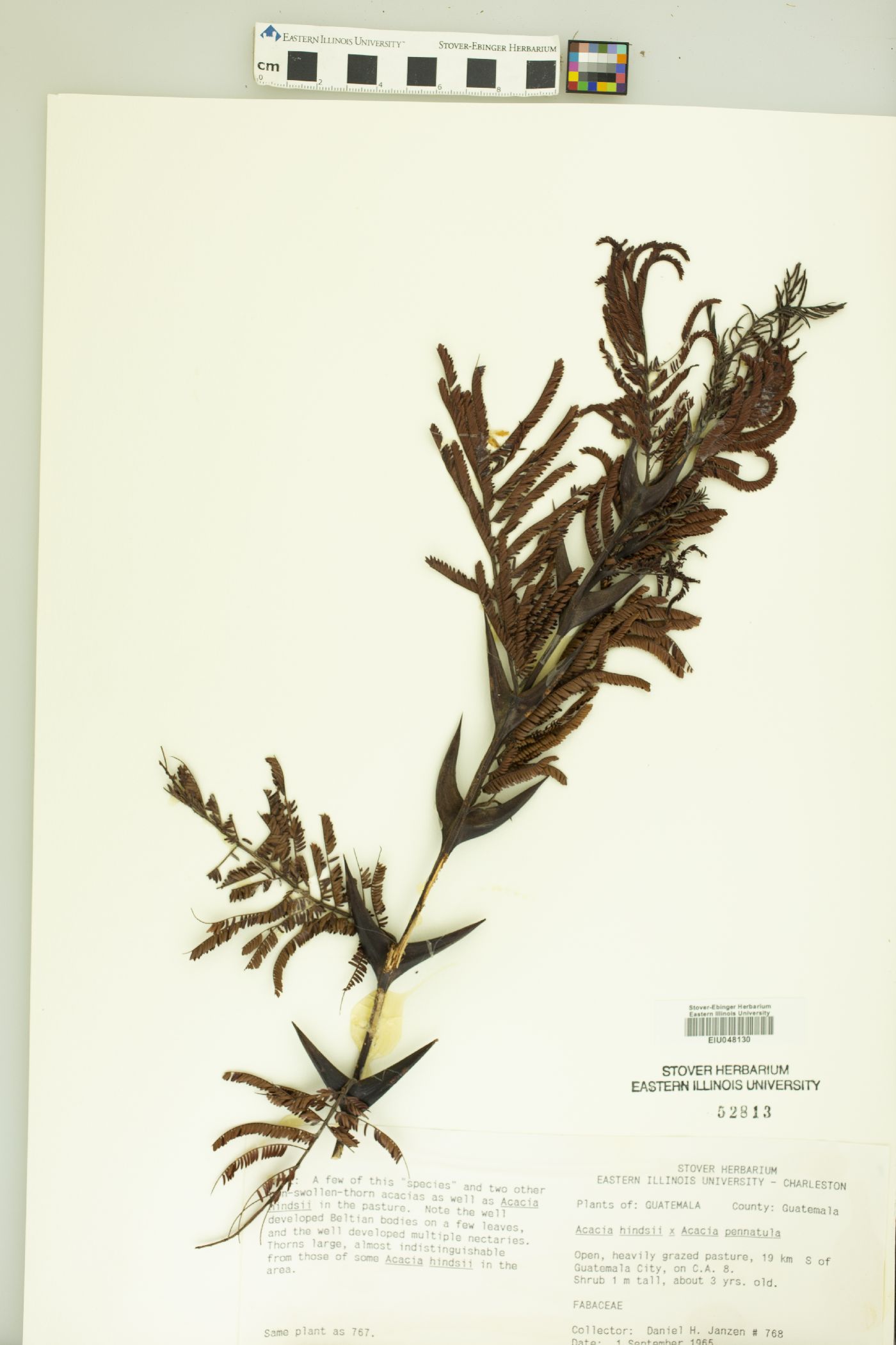 Vachellia standleyi image