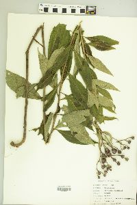 Vernonia baldwinii image