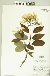 Image of Hydrangea xanthoneura