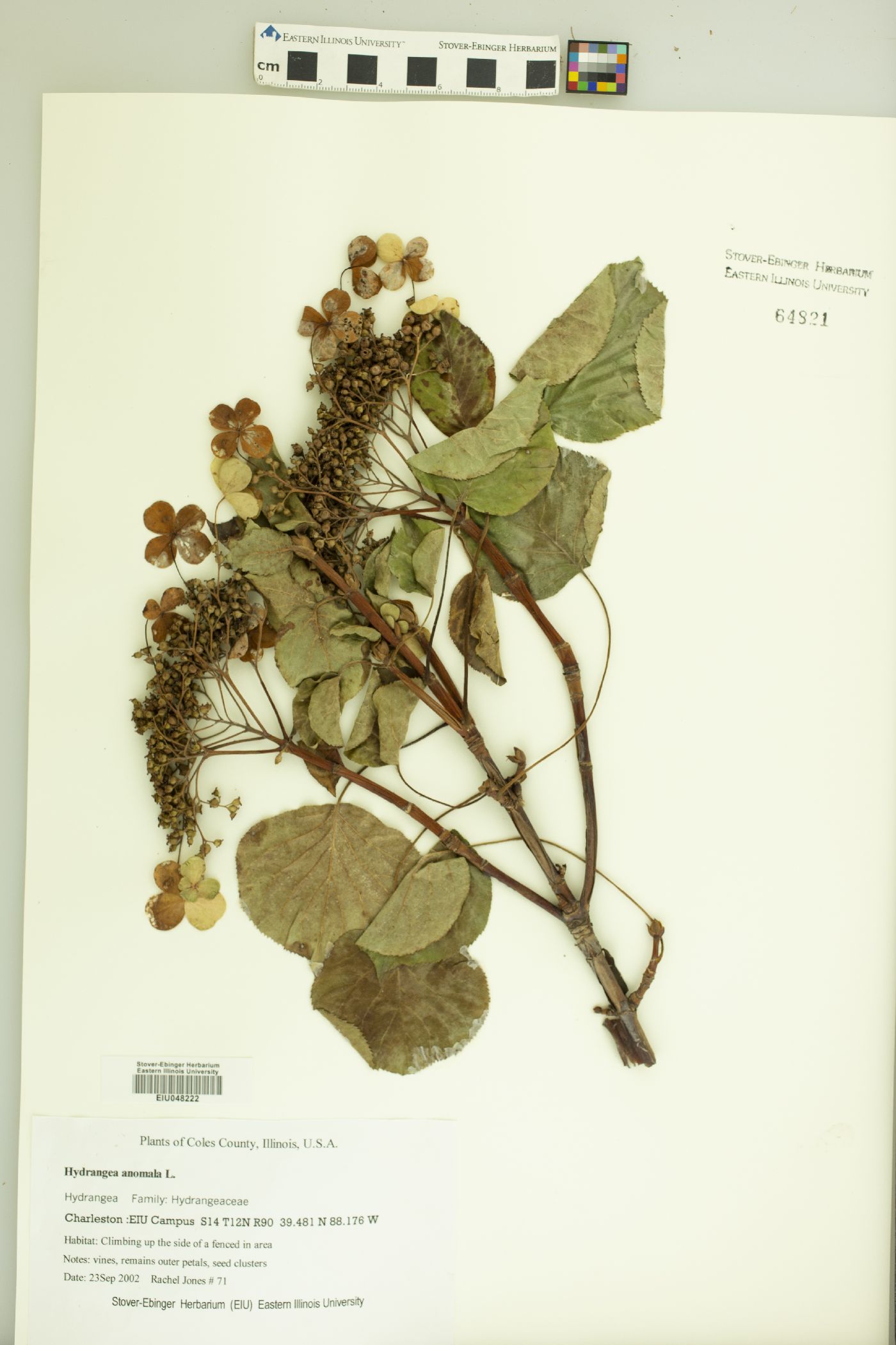 Hydrangea anomala image