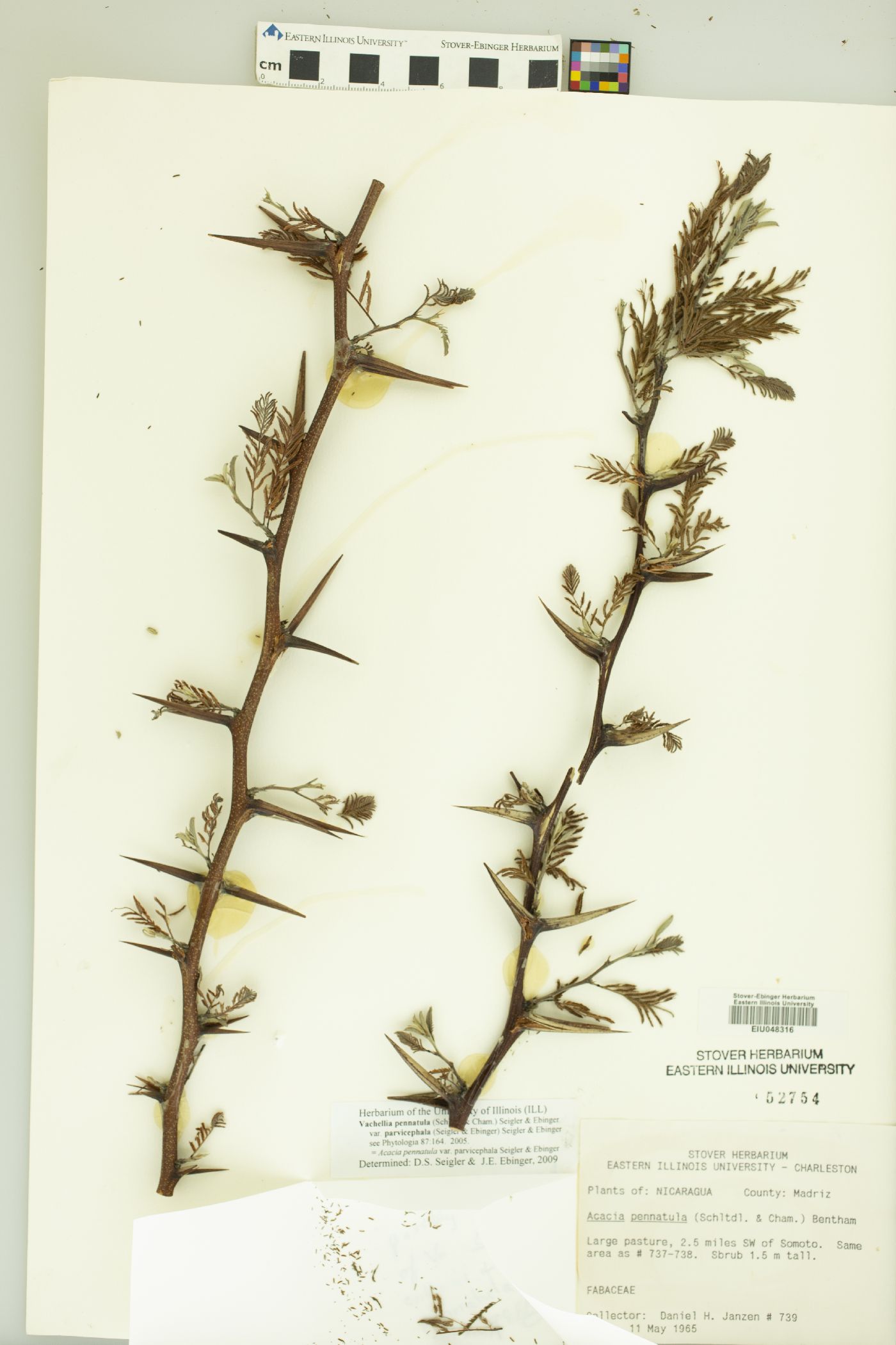 Vachellia pennatula var. parvicephala image