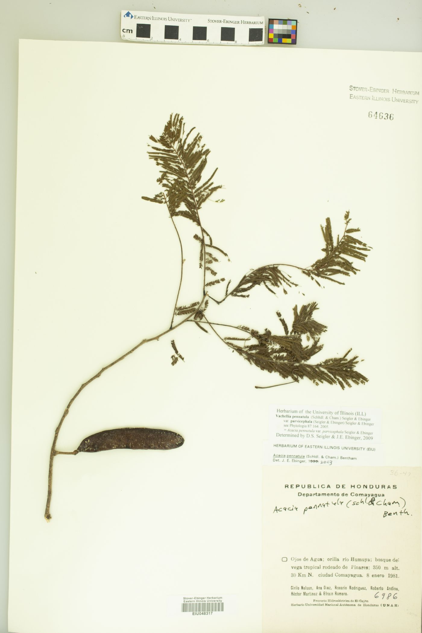 Vachellia pennatula var. parvicephala image