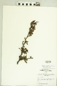 Vachellia rigidula image