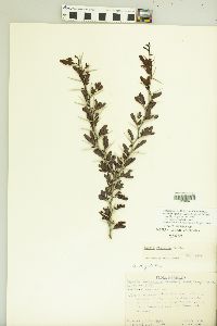 Vachellia rigidula image