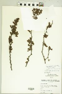 Vachellia rigidula image