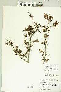 Vachellia rigidula image