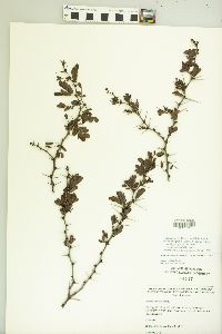 Vachellia rigidula image