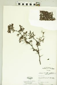 Vachellia rigidula image