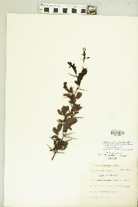 Vachellia rigidula image