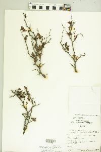 Vachellia rigidula image