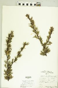 Vachellia schaffneri image