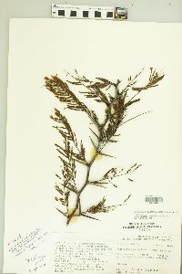 Acacia pennatula image