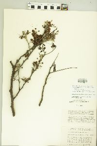 Acacia pennatula image