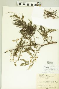 Acacia pennatula image