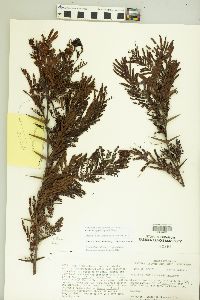 Vachellia ziggyi image