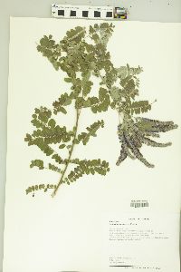 Amorpha canescens image