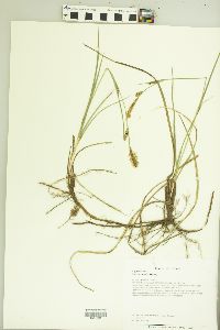 Carex meadii image