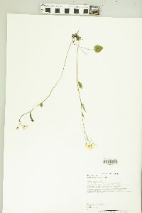 Cardamine bulbosa image