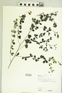 Baptisia tinctoria image