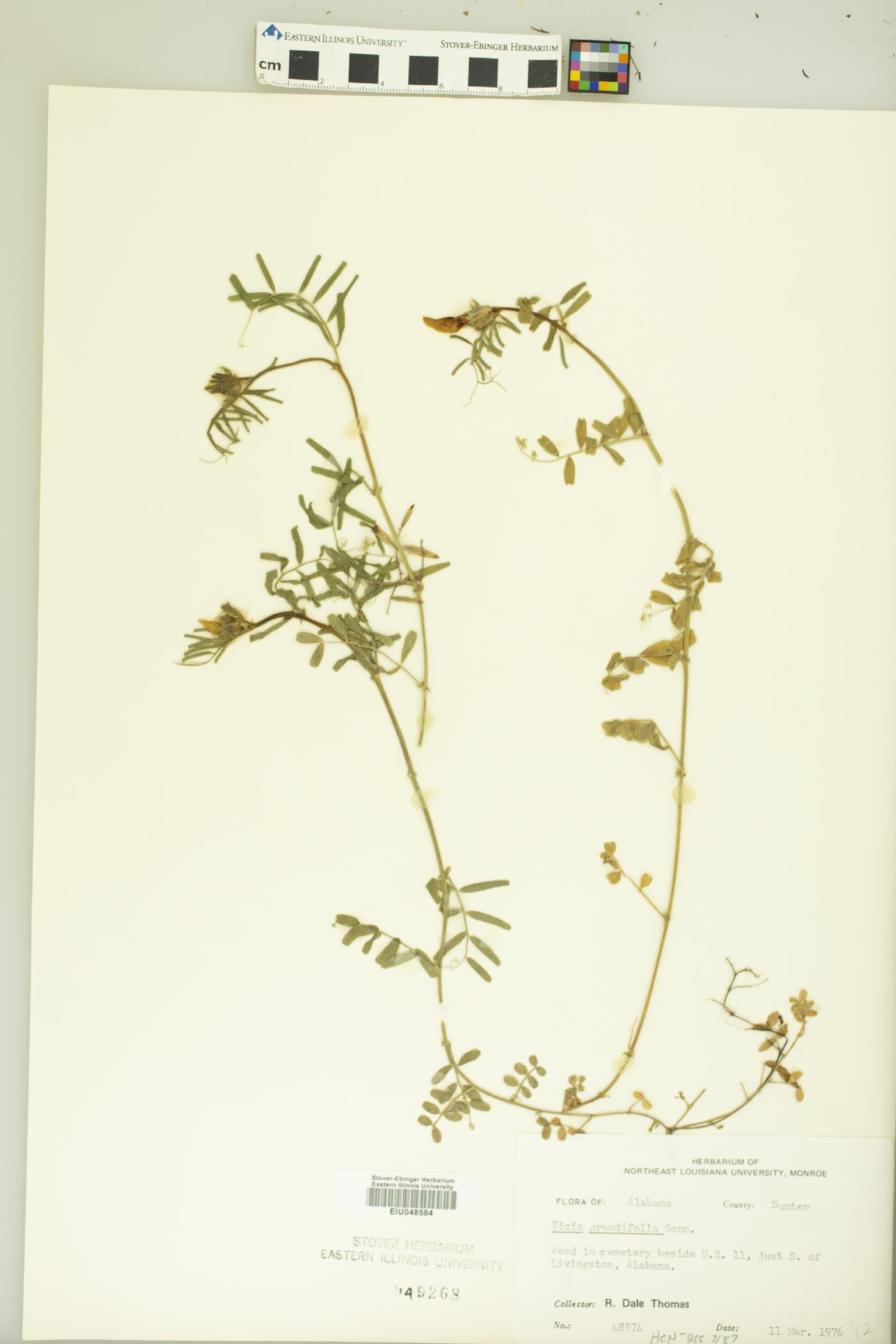 Vicia grandifolia image