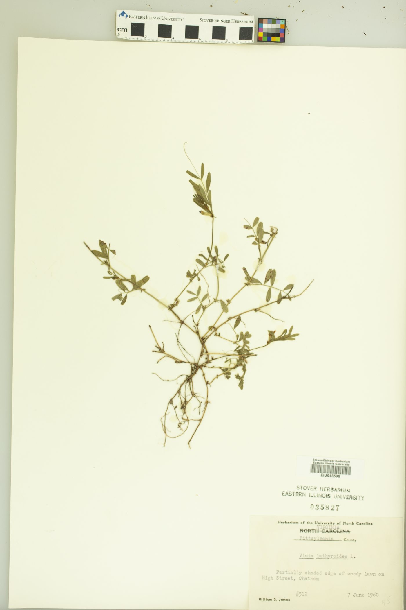 Vicia lathyroides image