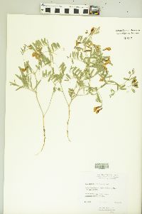 Vicia americana subsp. minor image