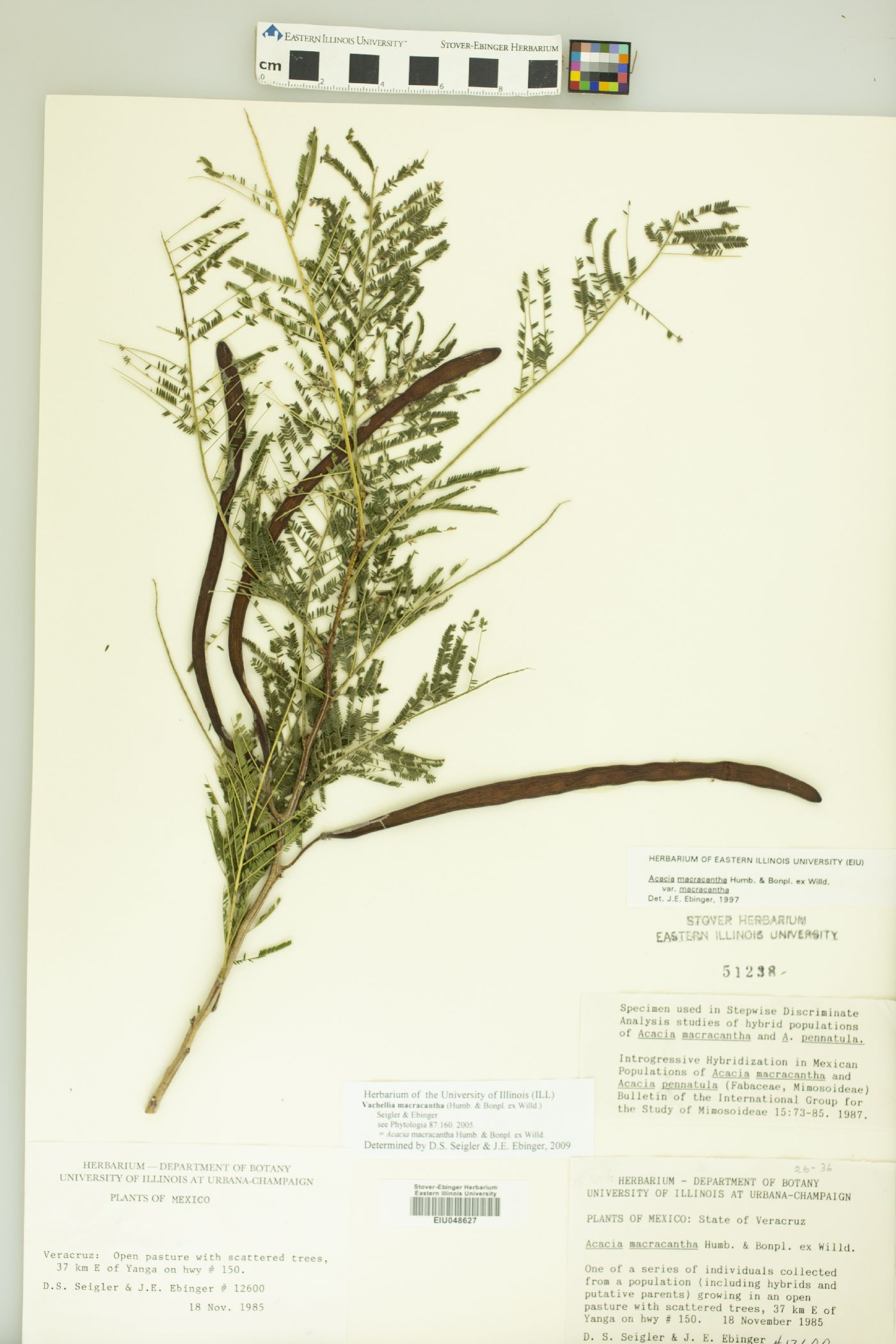 Vachellia macracantha image