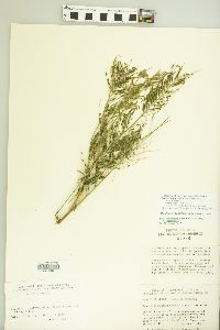 Vachellia macracantha image