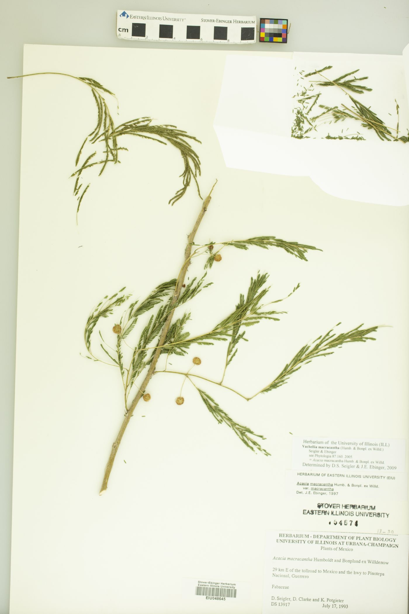 Vachellia macracantha image
