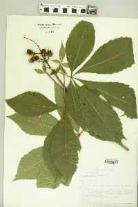 Aesculus glabra image