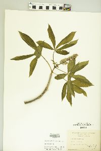 Aesculus glabra image