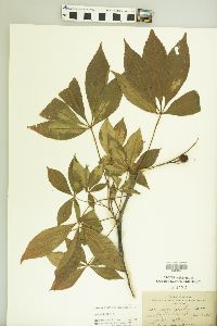 Aesculus glabra image